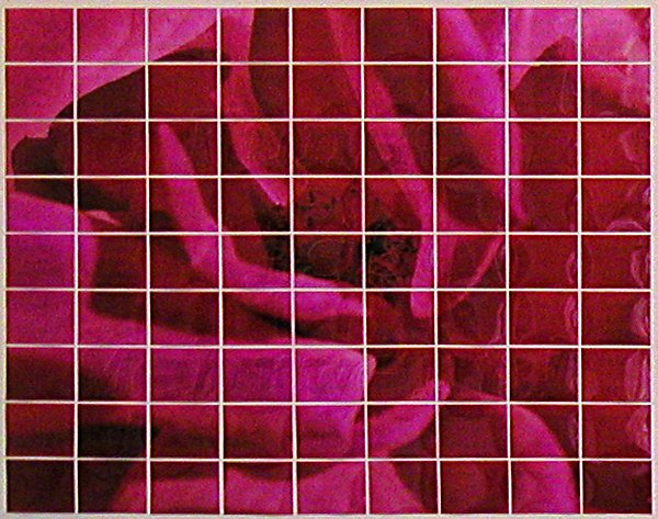 Bild "Aktuell:R31-Rose-2008-web.jpg"